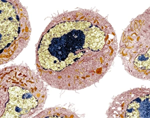 Transmission Electron Micrograph TEM Drucke: Dendritic cell, TEM