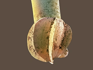 Scanning Electron Microscope Image Drucke: Dental drill, SEM