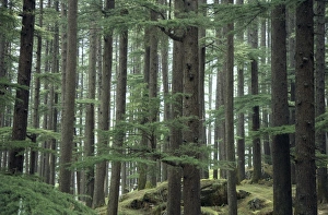Himalayan Mountain Scenery Drucke: Deodar cedar (Cedrus deodara) forest