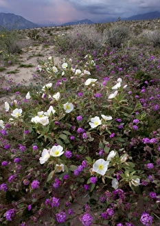 Desert Flowers Drucke: Desert flowers