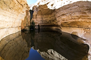 Desert Oasis Drucke: Desert oasis