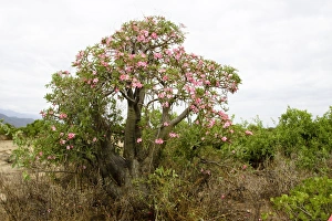 African Desert Plant Drucke: Desert Ros