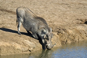 Warthogs In South Africa Drucke: Desert warthog