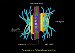 Drucke von Desmosomcellenachse. Computerzeichnung zur Struktur einer Adhäsionsverbindung, oder Desmosom Bilder Datiert 2011 März: Zellverbindungsmembran des Desmosoms, Kunstwerk
