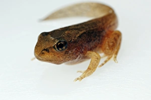 Tadpole Development Drucke: Developing tadpole