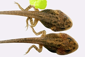 Entwickelnde Laichfroschte