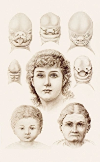 Ernst Haeckel Artwork Drucke: Development of the human face, 1891
