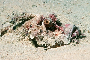 Indo Pacific Fish Drucke: Devilfish
