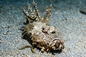 Drucke von Der Teufelsfisch auf Sand liegt in der Warte auf Beute am Meeresboden Bilder Datiert 2012 Februar: Teufelsfisch am Sand