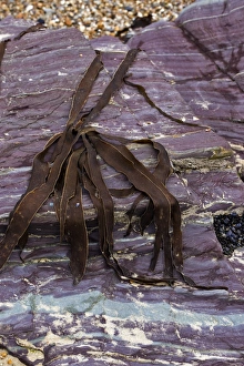 Devonian slates C017 / 8323