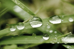 Grass With Dew Drops Drucke: Dew drops on grass C016 / 2332