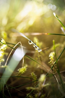Water Droplets On Grass Drucke: Dew drops on grass C016 / 2333