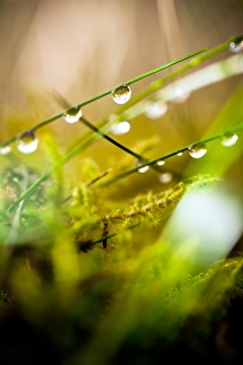 Dew Drops On Grass Drucke: Dew drops on grass C016 / 2334