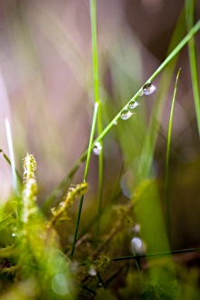 Dew Drops On Grass Drucke: Dew drops on grass C016 / 2335