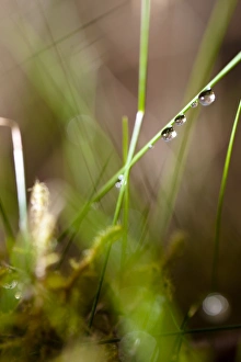 Close Up Grass Drucke: Dew drops on grass C016 / 2336