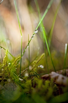 Dew Drops On Grass Drucke: Dew drops on grass C016 / 2337