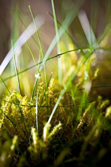 Water Droplets On Grass Drucke: Dew drops on grass C016 / 2338