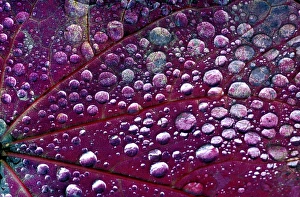 Plant Cell Structure Drucke: Dew drops on a leaf