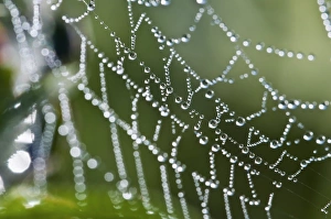 Drucke von Tropfen auf einer Spinne-Spinne. Tropfen bestehen aus Tröpfchen der Verdunstung die sich an offenen Oberflächen in den frühen Morgen- und Abendstunden bilden Bilder Datiert 2010 März: Tropfen auf einem Spinnerspinnennetz