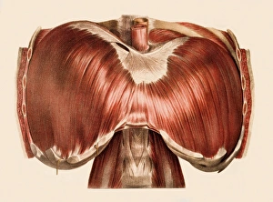 Drucke von Die Diatragme, historische anatomische Kunstwerk Bilder Datiert 2006 Oktober: Diaphragm