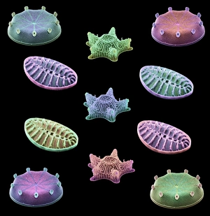 Coloured Scanning Electron Micrographs Drucke: Diatom algae, SEMs