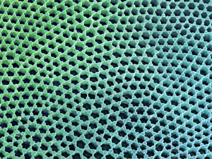 Diatomzellwand, SEM