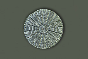 Diatom, Lichtmikroskop