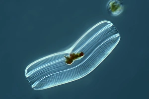 Diatom Micrograph Drucke: Diatom, light micrograph C014 / 4669