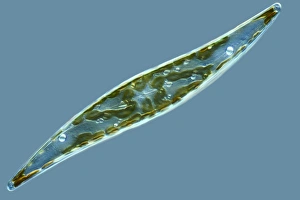 Single Celled Organisms Drucke: Diatom, light micrograph C014 / 4673