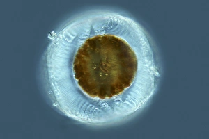 Marine Plankton Images Drucke: Diatom, light micrograph C014 / 4677