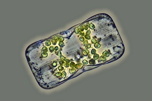 Bilder vom 7. August 2013: Diatom, Lichtmikroskop C016/8606