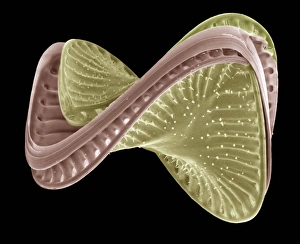 Diatom, SEM
