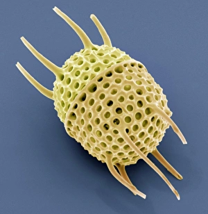 Diatom, SEM bedeutet wörtlich übersetzt zu Diatomen und Scanning-Elektronen-Mikroskopie (SEM)