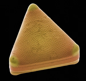 Diatom, SEM ist nicht übersetzbar