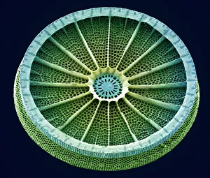 Diatom, SEM bedeutet wörtlich übersetzt Diatomee mit Elektronenmikroskop (SEM)