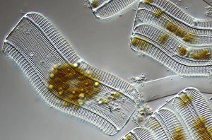 Light Micrograph Drucke: Diatoms, light micrograph C014 / 4668