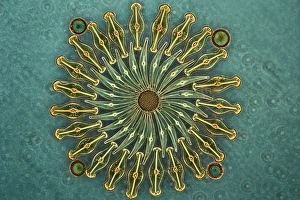 Marine Plankton Species Drucke: Diatoms, light micrograph C016 / 8598