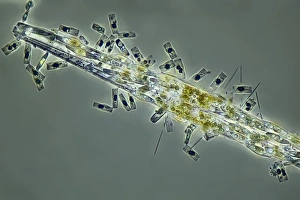 Light Micrograph Drucke: Diatoms, light micrograph C016 / 8600