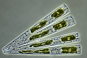 Photosynthetic Organisms Drucke: Diatoms, light micrograph C016 / 8602