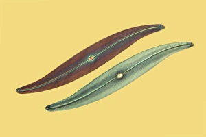Light Micrograph Drucke: Diatoms, light micrograph C016 / 8605