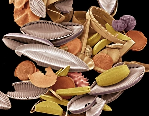 Drucke von Diatomeen. Farbender Scanning Elektronenmikroskop (SEM) von Diatomen. Die Diatomeen sind eine Gruppe photosynthetischer, einzelliger Algen mit etwa 10.000 Arten Bilder Datiert 2006 August: Diatomeen, SEM