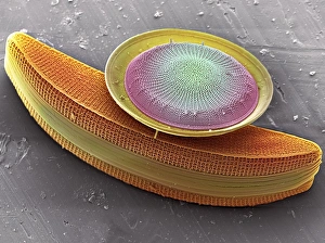 Drucke von Diatoms, farbige Rastelektronenmikroskopaufnahme (SEM). Diese sind marinierte Planktonzellenalgen Bilder Datiert 2006 Oktober: Diatomeen, SEM