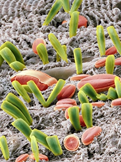 Drucke von Diatomeen. Farbige Rasterelektronenmikroskopaufnahme (SEM) von verschiedenen Süßwasserdiatomen an Algen (grausig) Bilder Datiert 2009 September: Diatoms, SEM bedeutet in der Biologie und Mikrobiologie eine bestimmte Gruppe von Algen oder die Verwendung eines
