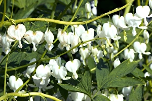 Bleeding Heart Flower Drucke: Dicentra specabilis Alba