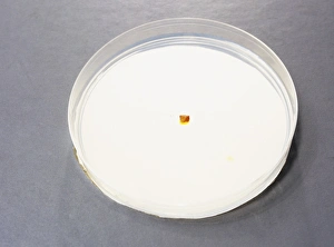 Petri Dish Experiment Drucke: Diffusion in agar