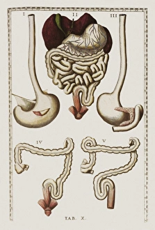 Drucke von Der Verdauungssystem. Kunstwerk von Bartolomeo Eustachis 'Tabulae anatomicae', veröffentlicht im Jahr 1714. Figuren I und III zeigen den Magen und die Speiseröhre in Isolation vom Vorder- bzw Bilder Datiert 2007 Januar: Verdauungssystem