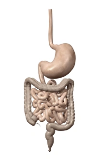 Human Internal Organs Drucke: Digestive system, artwork C015 / 6450