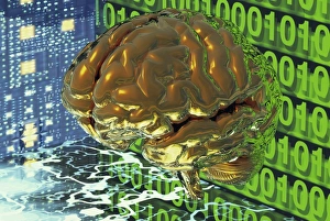 Drucke von Digitales Gehirn Konzeptionelles Computerkunstwerk eines virtuellen menschlichen Gehirns mit Schaltkreisen und Binärzahlen Bilder Datiert 2003 April: Digitales Gehirn