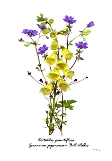 Digitalis Grandiflora Drucke: Digitalis and Geranium
