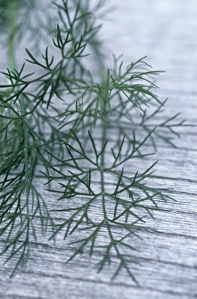 Dill Plant Drucke: Dill leaves